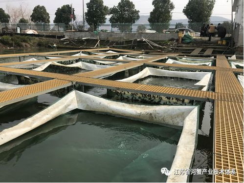 江苏省河蟹体系浦口推广示范基地积极投身河蟹保供复产工作