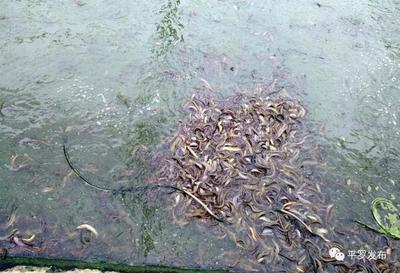 平罗县渔业建设项目让黄河鱼“繁衍生息”