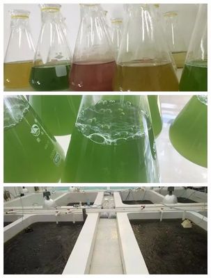 学习水产藻类全套生产技术,就!看!这!里!_社会_网
